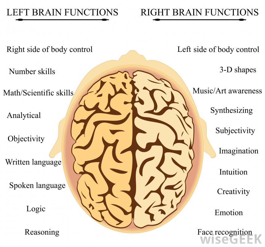 functions-of-the-brain-hemispheres
